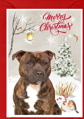 Staffordshire bull terrier - bull, a6