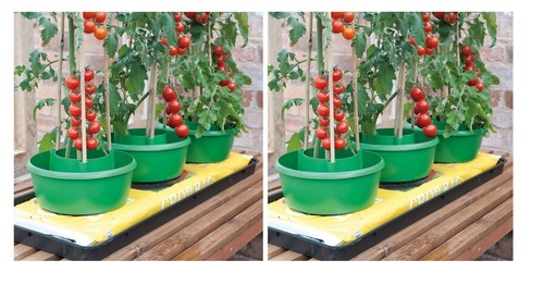 Tomato plant halo ring - ring, crop