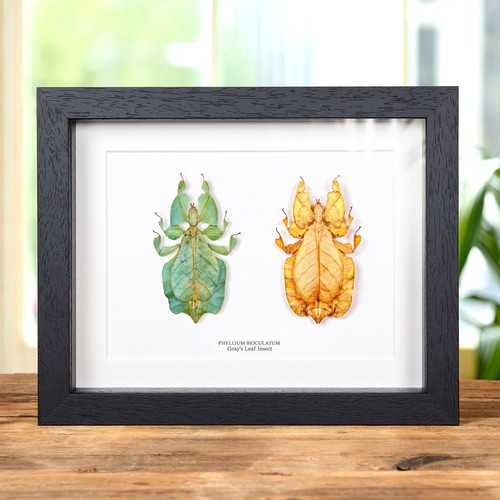 Gray leaf insect - gray's, &