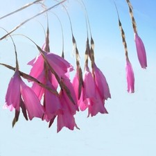 Dierama pulcherrimum / Angel's Fishing Rod / Evergreen Perennial / 30 Seeds