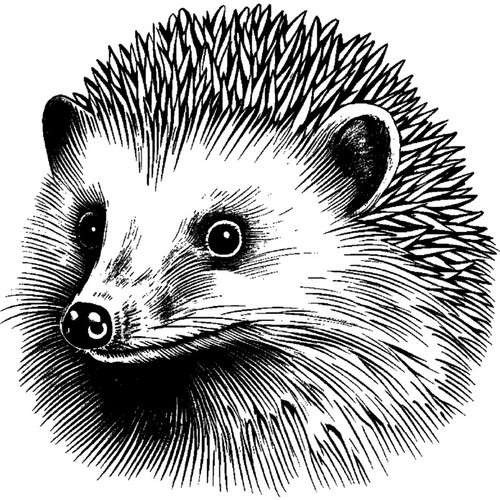 Hedgehog unmounted rubber - unmounted,