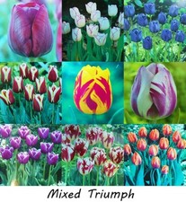 10 20 50 100 Mixed Triumph