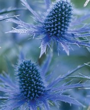 Blue Sea Holly Eryngium native