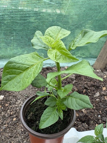 Live fresh chocolate brown - /,