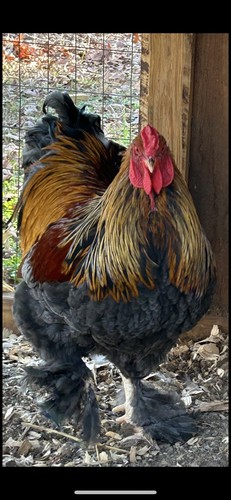Blue partridge brahma hatching - partridge,