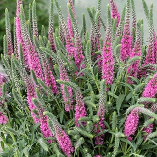 Pack veronica spicata pink - x6,