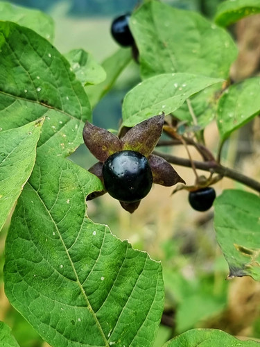 100 deadly nightshade seeds - 100+,