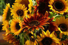 Flower | Sunflower | Hellianthus Annus | Giant | Single |  Dwarf  | UK 1st Class