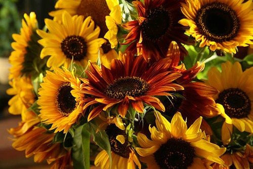 Flower sunflower - |,