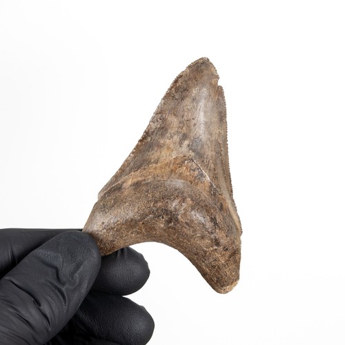 Inch megalodon shark - inch,