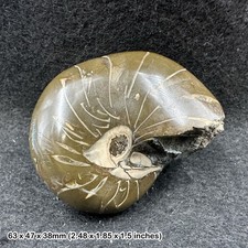 Cretaceous nautilus fossil - cretaceous,