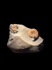 Asteroceras and Xipheroceras