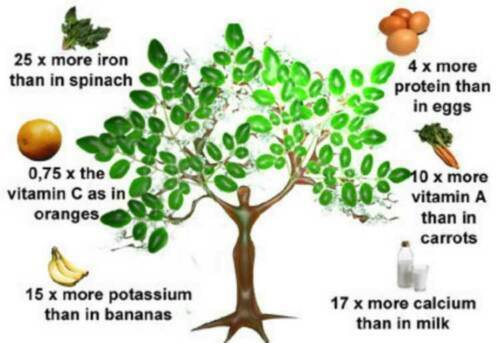Moringa oleifera tree of - oleifera,