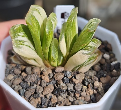 Haworthia truncata green jade - truncata,