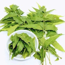 Freshly Picked 100 Dried NEEM