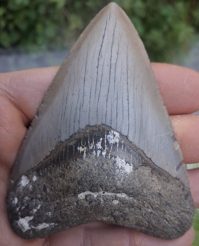 Megalodon tooth 81 inches - megalodon,