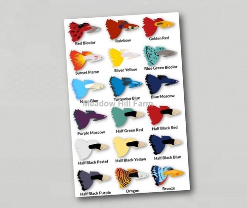 Fridge magnet tropical - magnet,