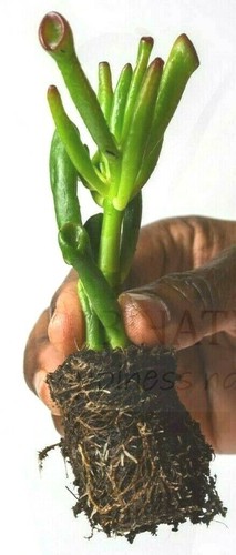 Crassula ovata - ,