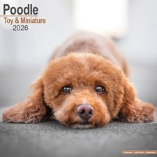 Toy & Miniature Poodle 2026