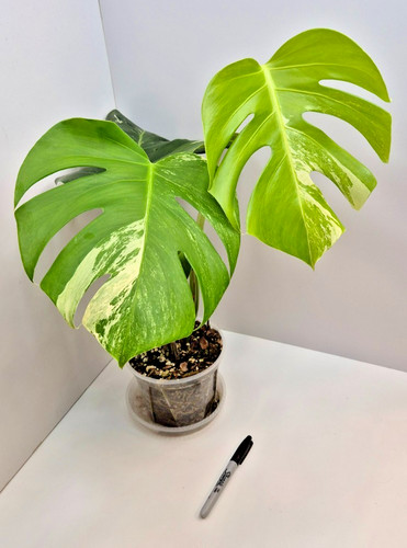 Monstera deliciosa albo 11 - albo, #11
