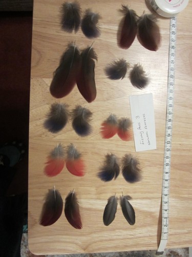 Eclectus parrot bird feathers - eclectus,