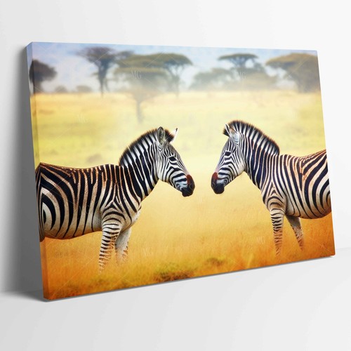 Zebras grass plains - 2,
