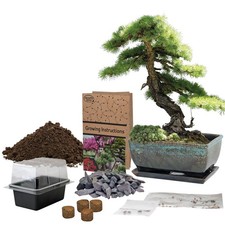 Bonsai Seeds | Grow Your Own