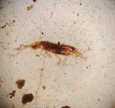 Burmese Amber - Fossil Insect
