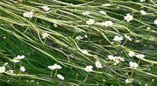 Ranunculus aquatillis x 5 Bunch - Oxygenating Pond Plant - Fish or wildlife p...