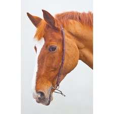 Shires Velociti GARA Chifney