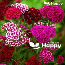 Sweet William Flower Mix - Auricula Eyed - 1000 Seeds - Dianthus barbatus