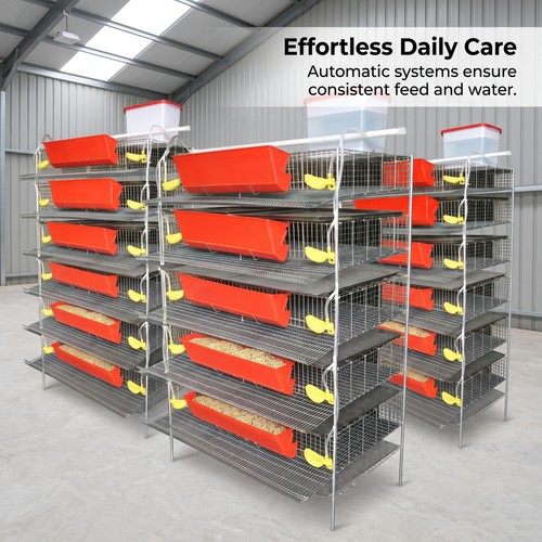 Automatic quail cage - automatic,