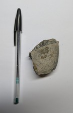 Fossil Shark Coprolite from Charmouth, Dorset