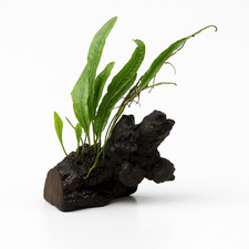 Narrow Leaf Java Fern