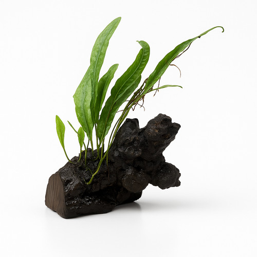 Narrow leaf java fern - java,