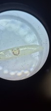 Micro Sculpture. Heart and