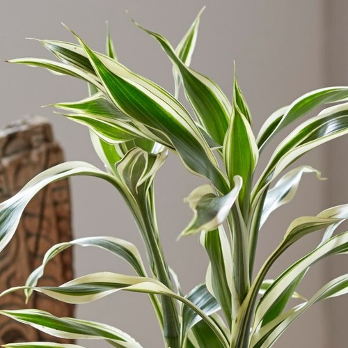 Lucky bamboo white stripe - lucky,