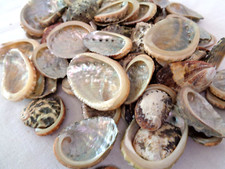 12 ABALONE VARIA SEA SHELLS