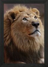 Lion Hope Framed Wall Art