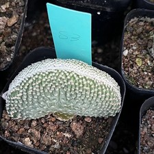 Raresuculent Strombocactus