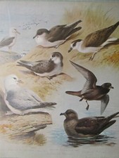 WILDLIFE PRINT ~ MANX