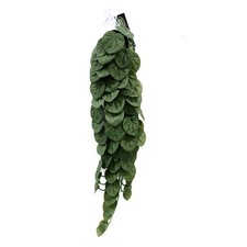 Betta Terra Green Plant Vine