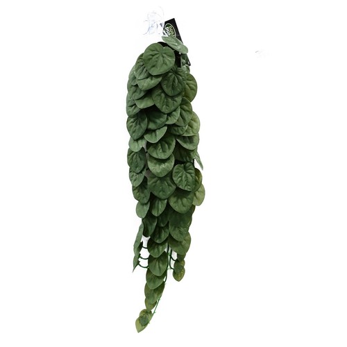 Betta terra green plant vine - terra,