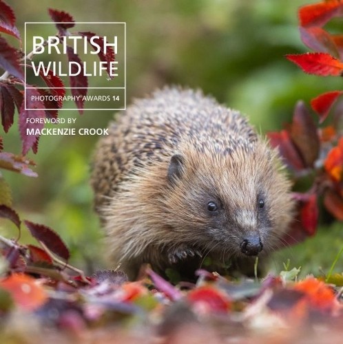 British wildlife photography - wildlife,
