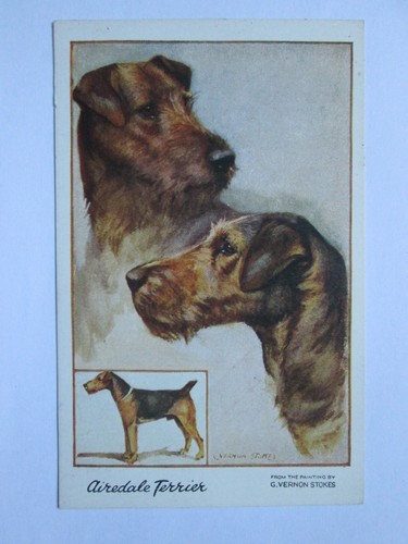 The airedale terrier - the,