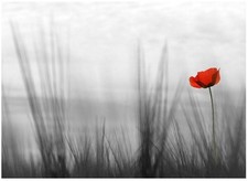 Poppy 72x100 inch WALLPAPER MURAL Flower bedroom grey red decor paper