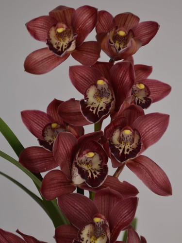 Burgundy red cymbidium - |,