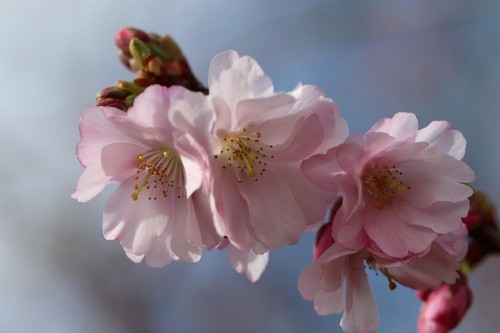 Prunus accolade cherry blossom - accolade,