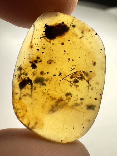 Burmese amber burmite insect - burmese,