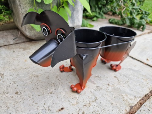 Dachshund sausage dog - dachshund,